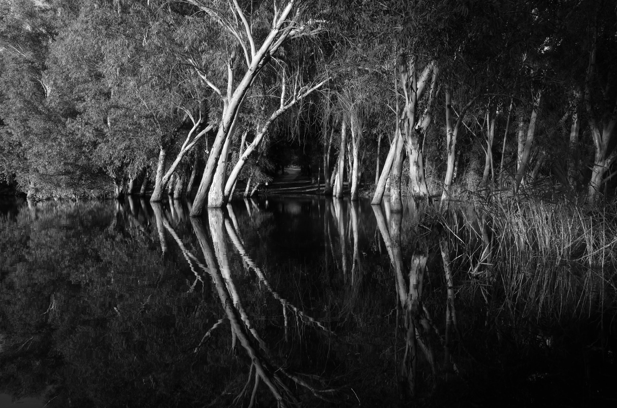 Leica T (Typ 701) sample photo. Wild nature! black and white scene photography