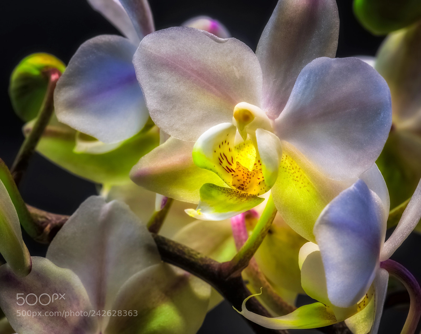Nikon D810 sample photo. Color the gray days photography