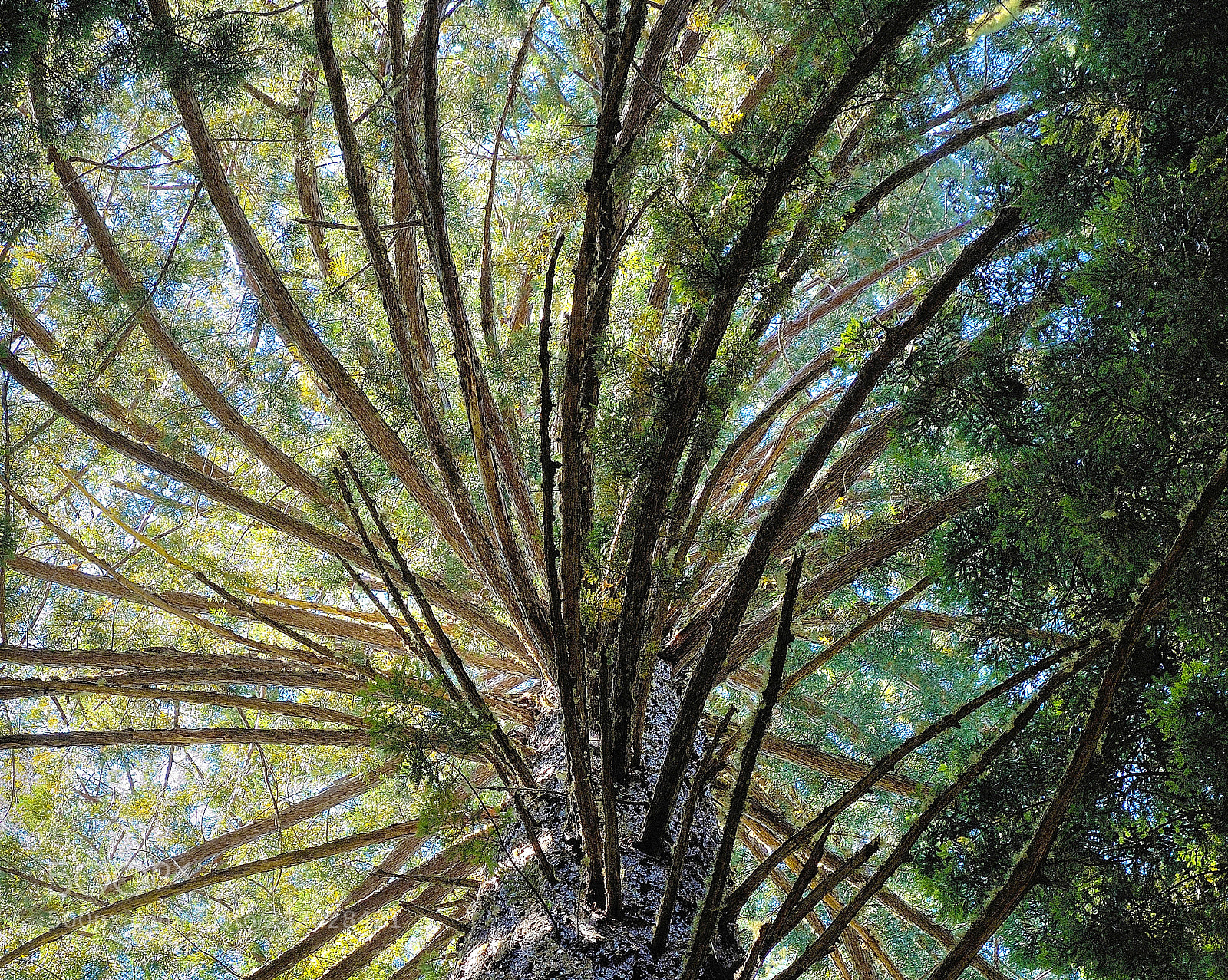 Nikon Coolpix P7700 sample photo. Redwoods 3 photography