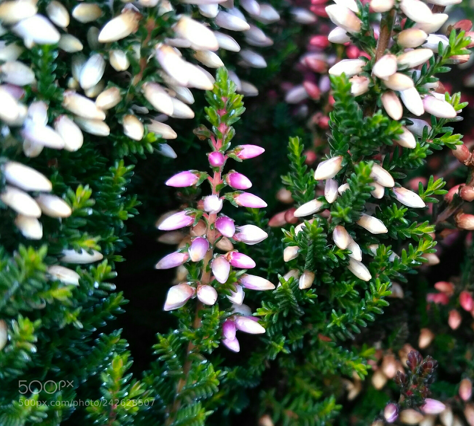 Xiaomi Redmi 3S sample photo. Lavender photography