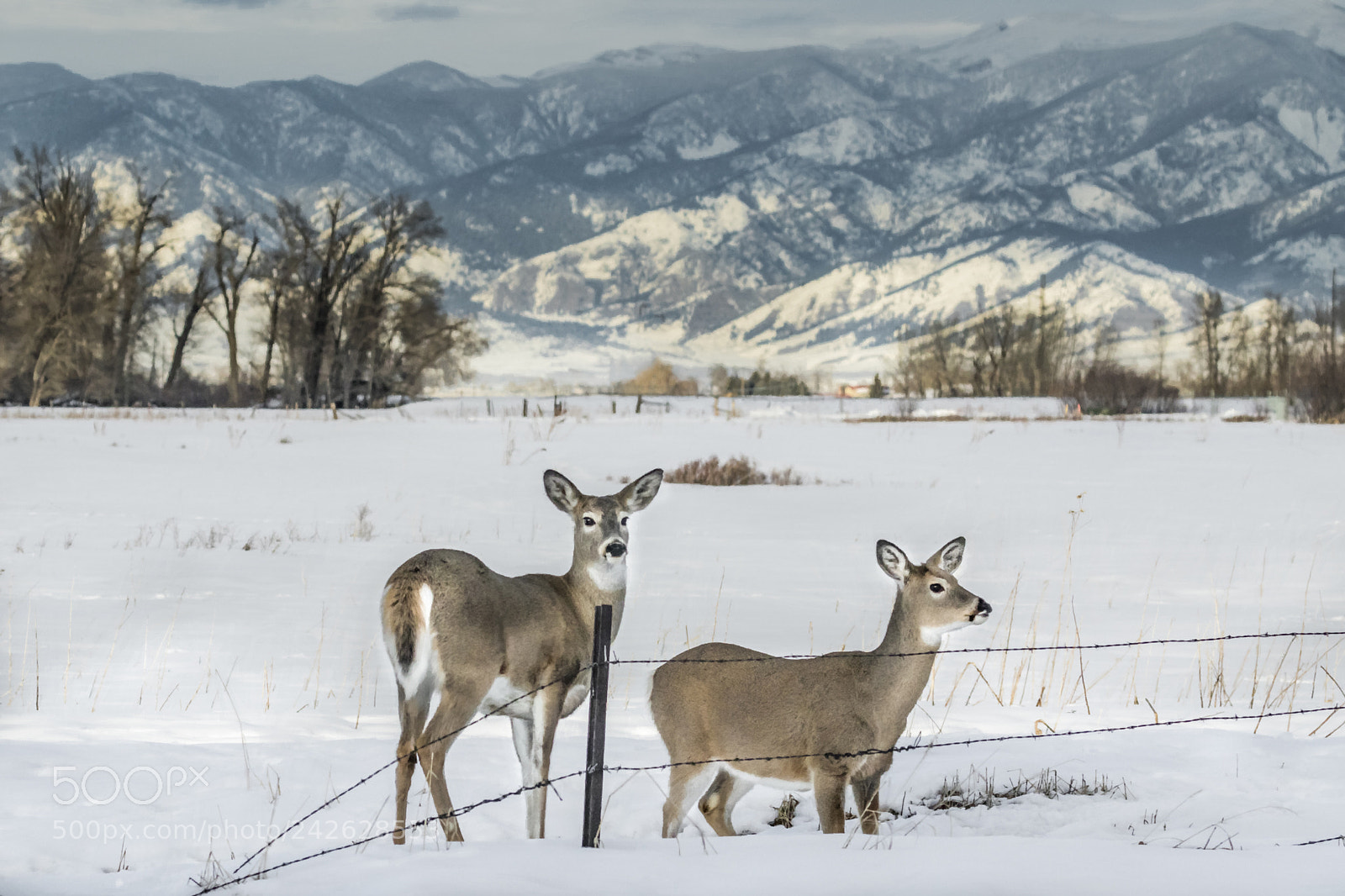 Canon EOS 7D Mark II sample photo. Wild montana photography