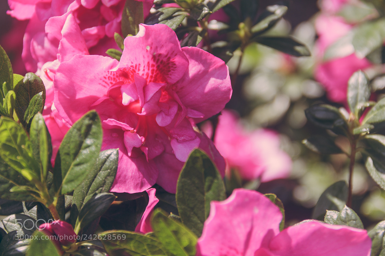 Canon EOS 60D sample photo. Nature photography