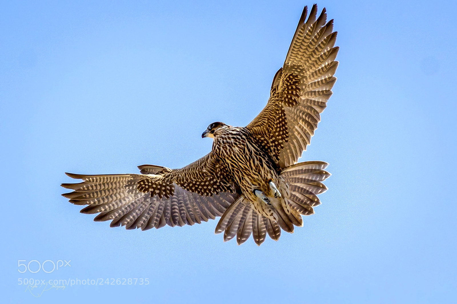 Canon EOS-1D X Mark II sample photo. Wings ~& ~feathers ! photography