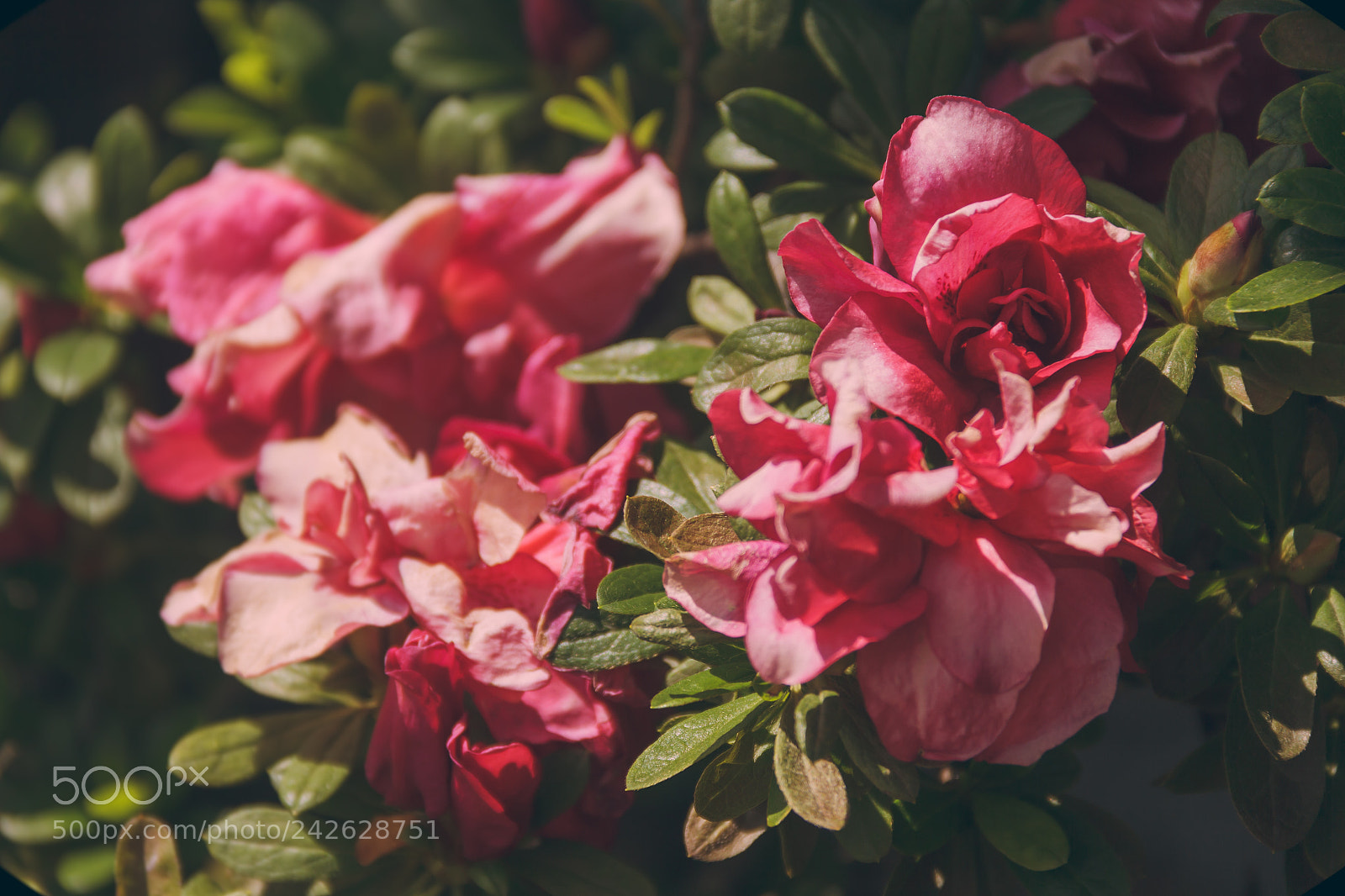 Canon EOS 60D sample photo. Nature photography