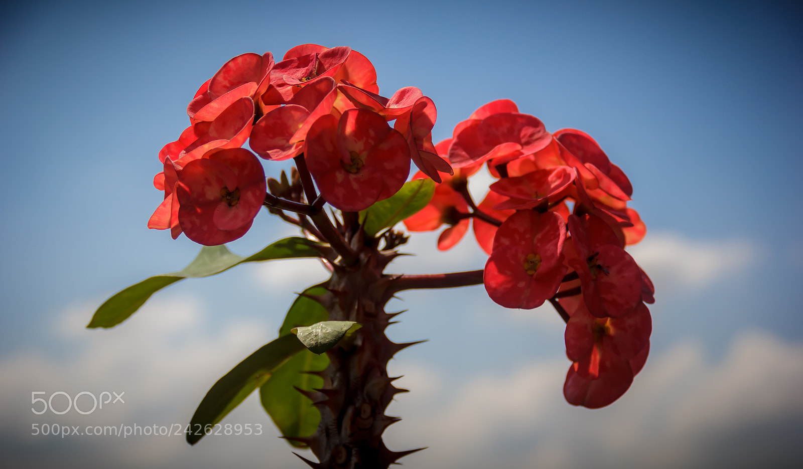 Canon EOS 60D sample photo. Nature photography