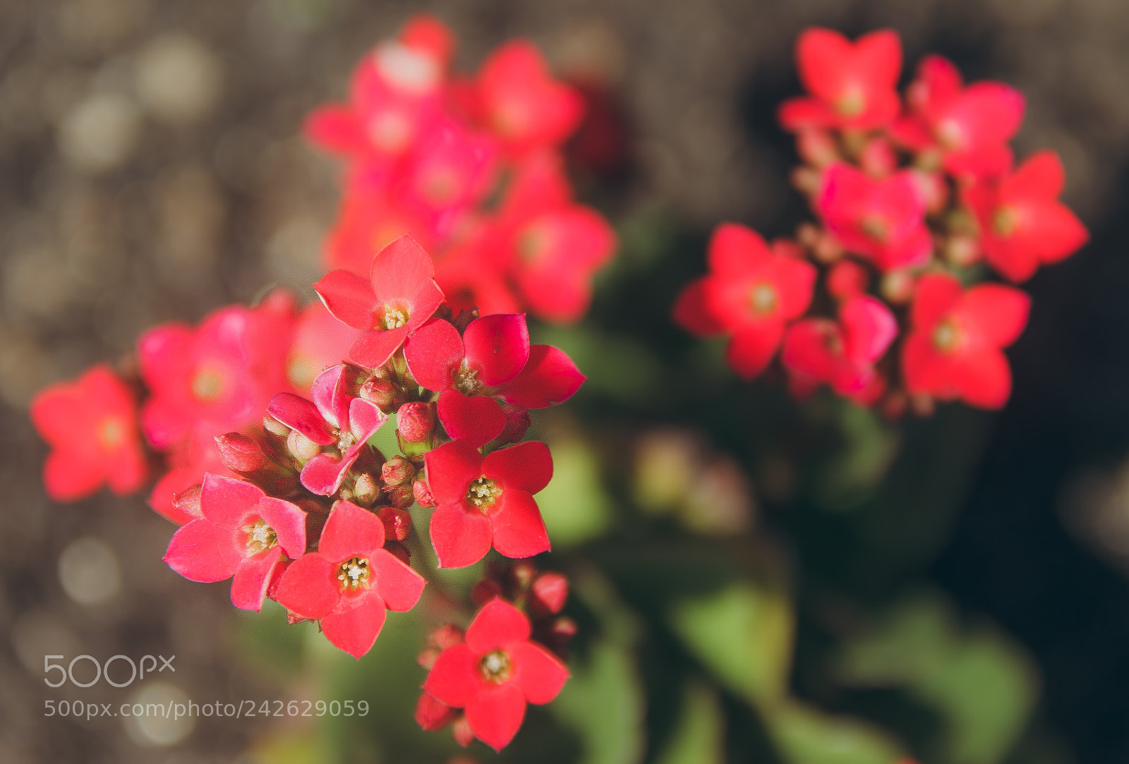 Canon EOS 60D sample photo. Nature photography