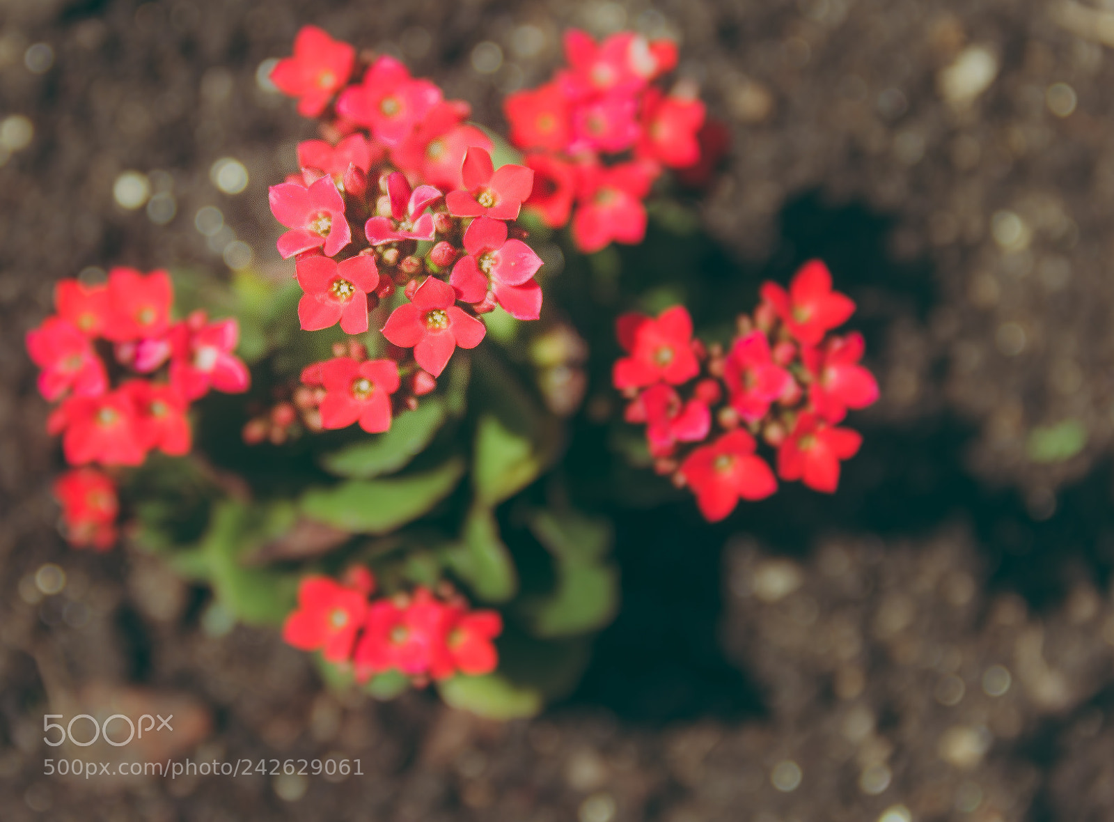 Canon EOS 60D sample photo. Nature photography