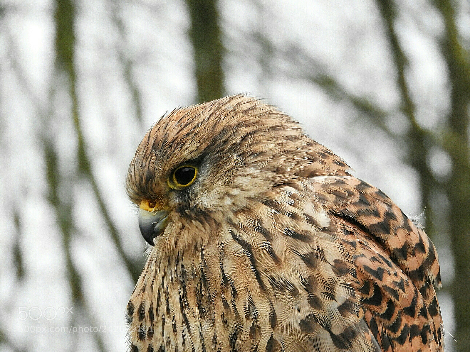 Nikon Coolpix B700 sample photo. Beautiful female eurasian kestrel photography