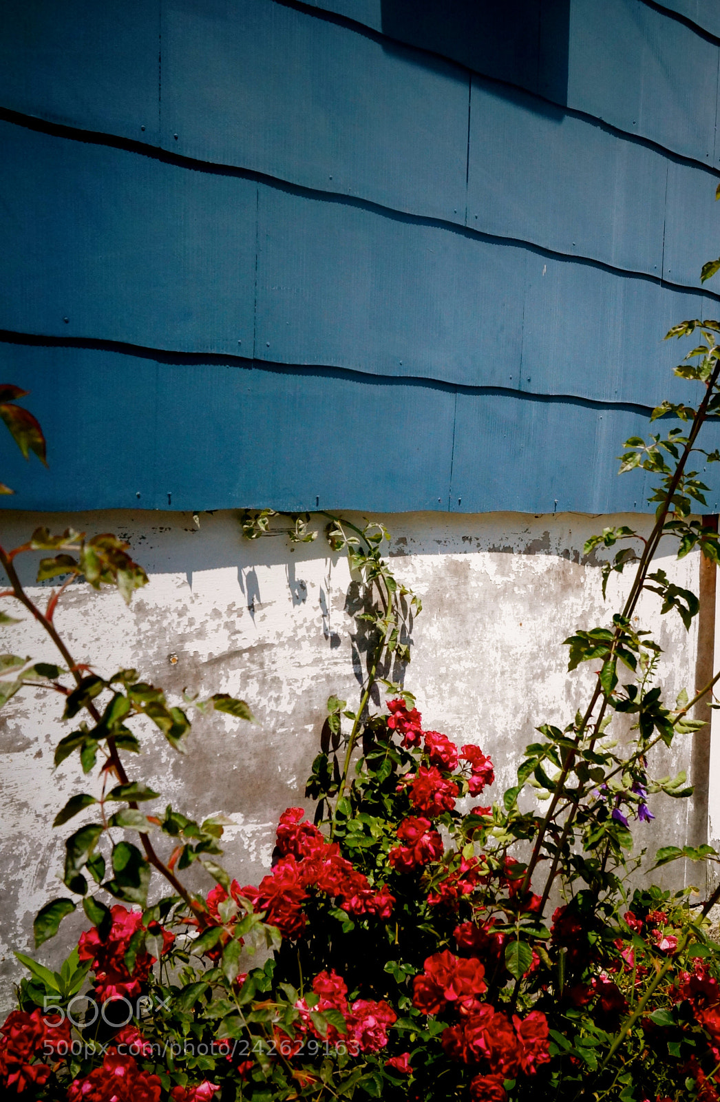 Sony Alpha NEX-3N sample photo. Newport flowers photography