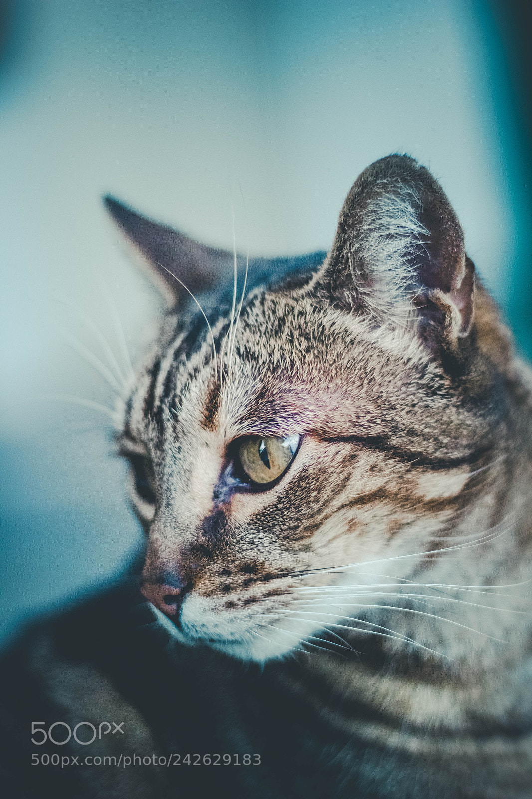 Canon EOS 550D (EOS Rebel T2i / EOS Kiss X4) sample photo. Gazing cat photography
