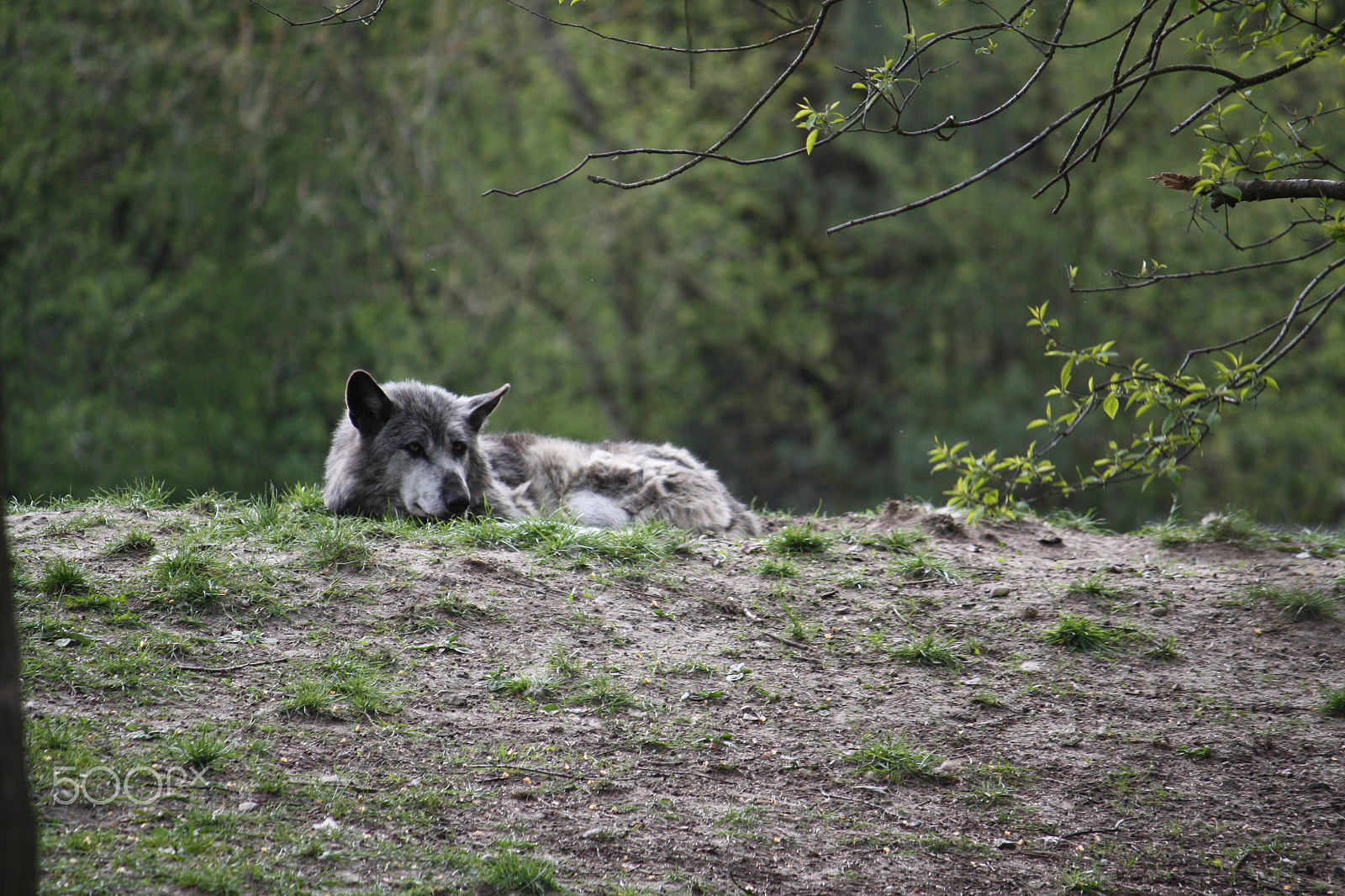 Canon EF-S 55-250mm F4-5.6 IS sample photo. Img photography