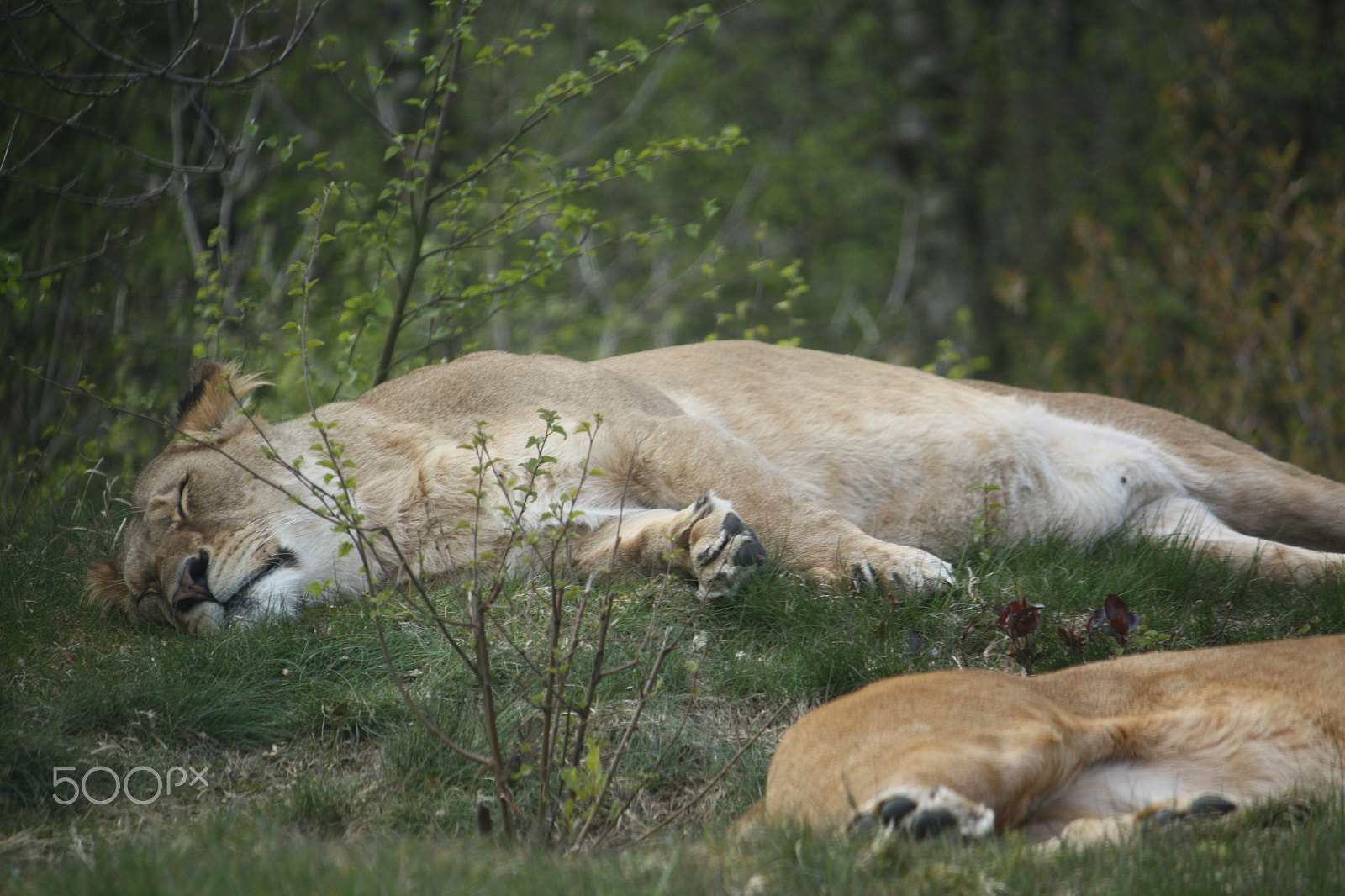 Canon EF-S 55-250mm F4-5.6 IS sample photo. Img photography