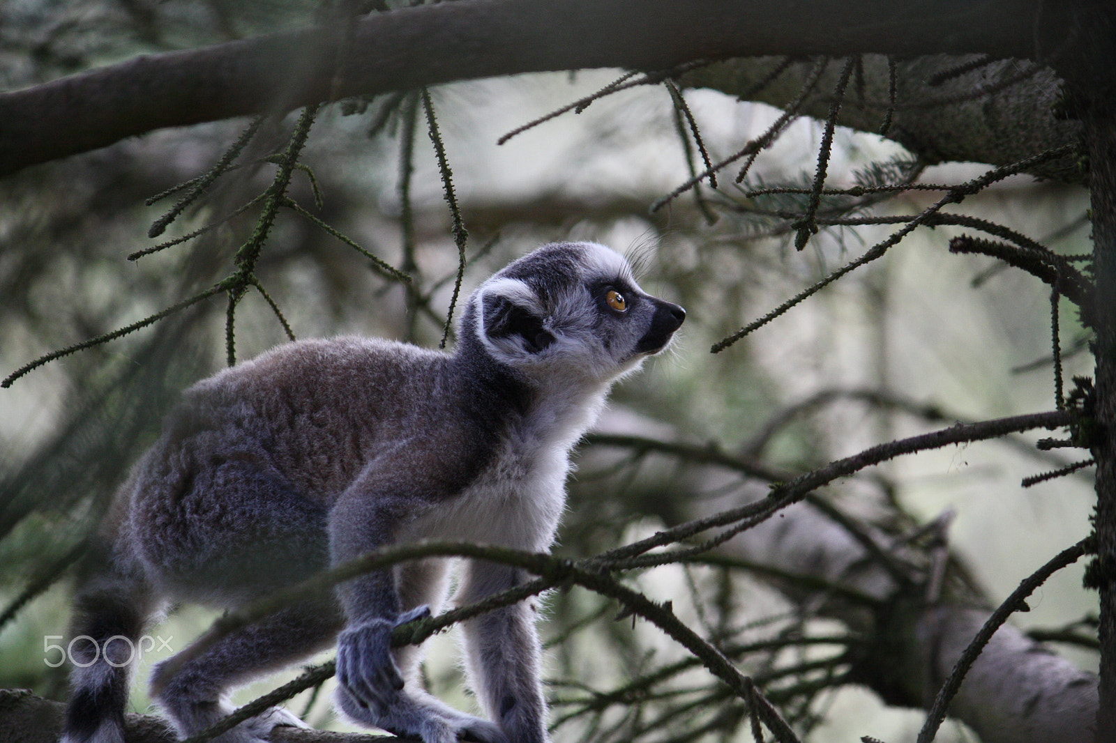 Canon EF-S 55-250mm F4-5.6 IS sample photo. Img photography