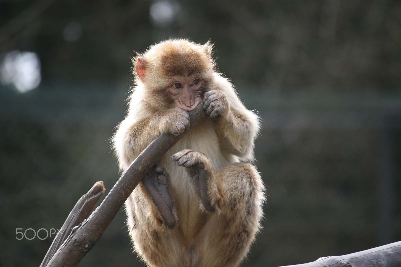Canon EF-S 55-250mm F4-5.6 IS sample photo. Img photography