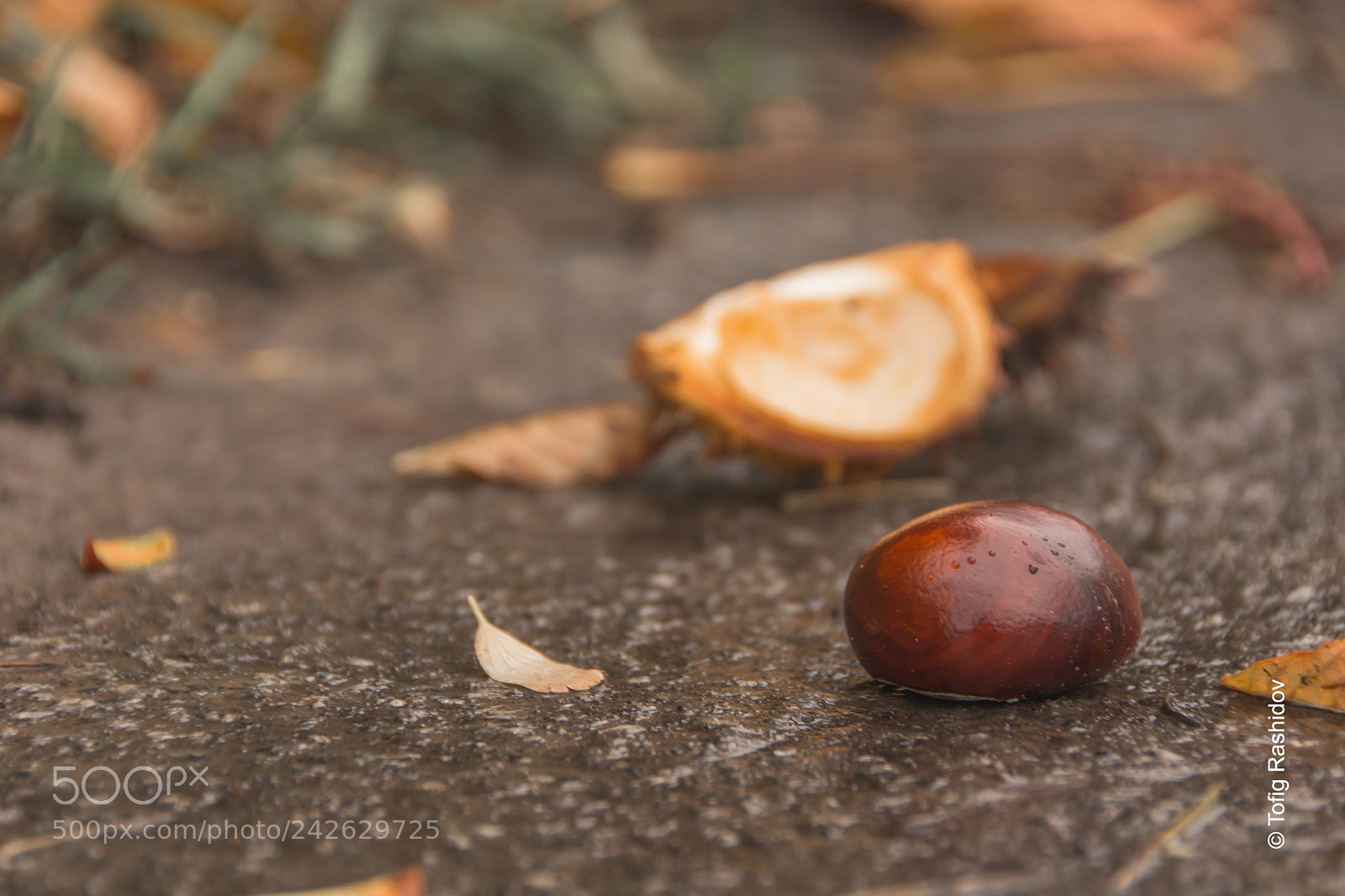 Nikon D7100 sample photo. Rain drops on chestnut photography