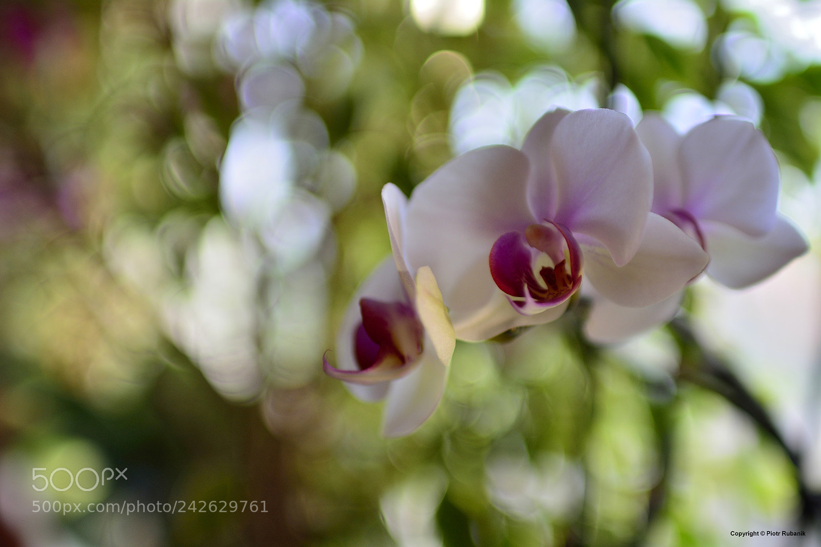 Nikon D7100 sample photo. Kolory... photography