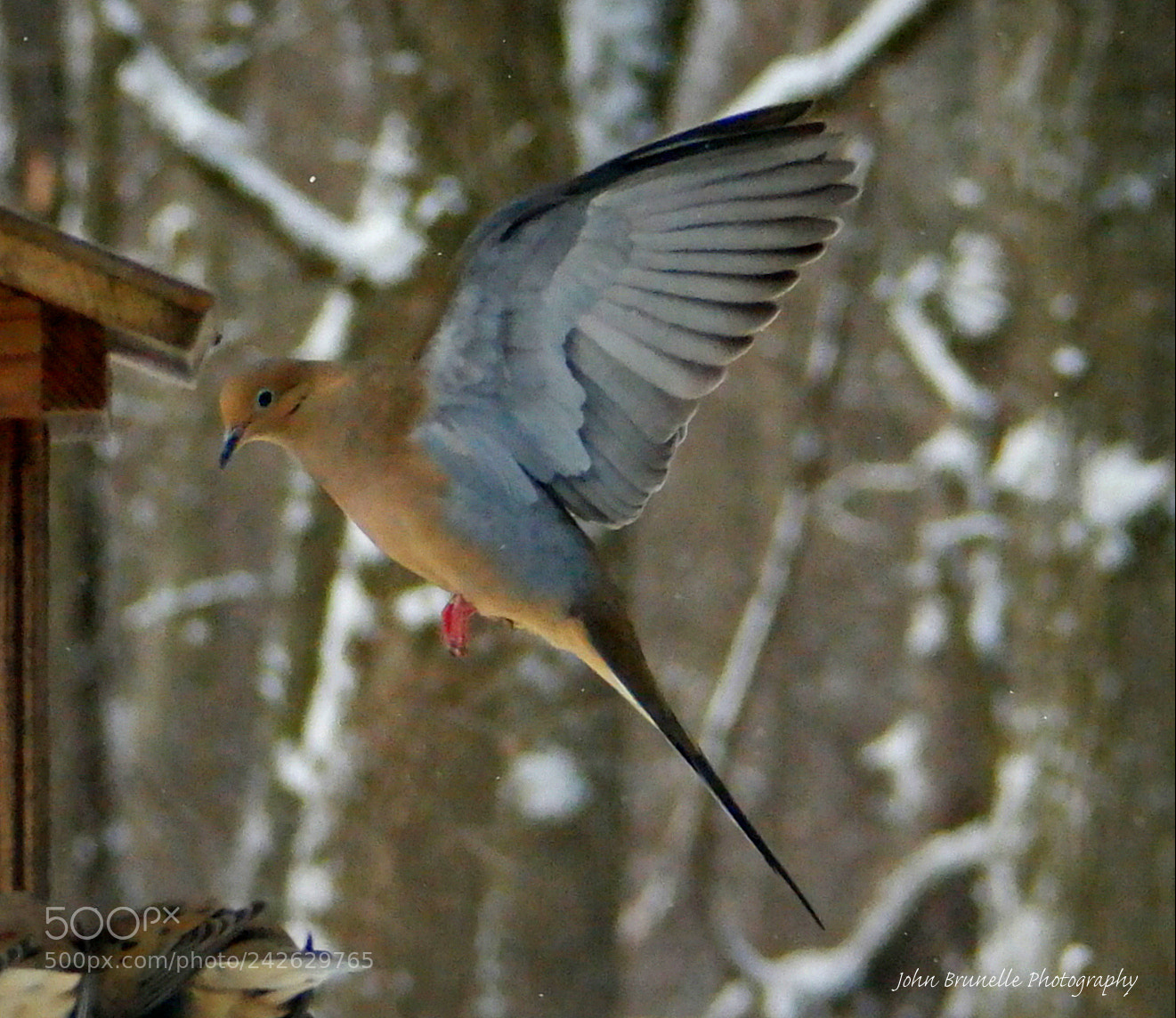 Samsung NX500 sample photo. Dove jan 15 photography