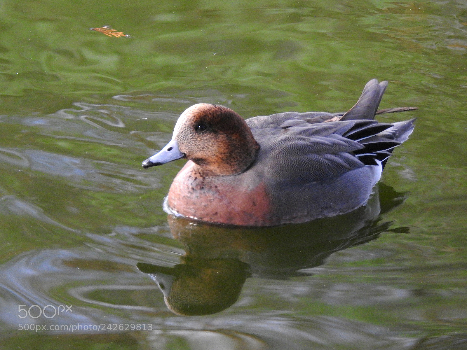 Nikon Coolpix P900 sample photo. Eurasian wigeon photography