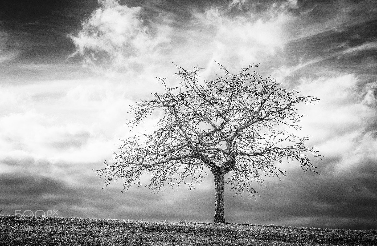 Panasonic Lumix DMC-GX8 sample photo. The lonesome cherry tree photography