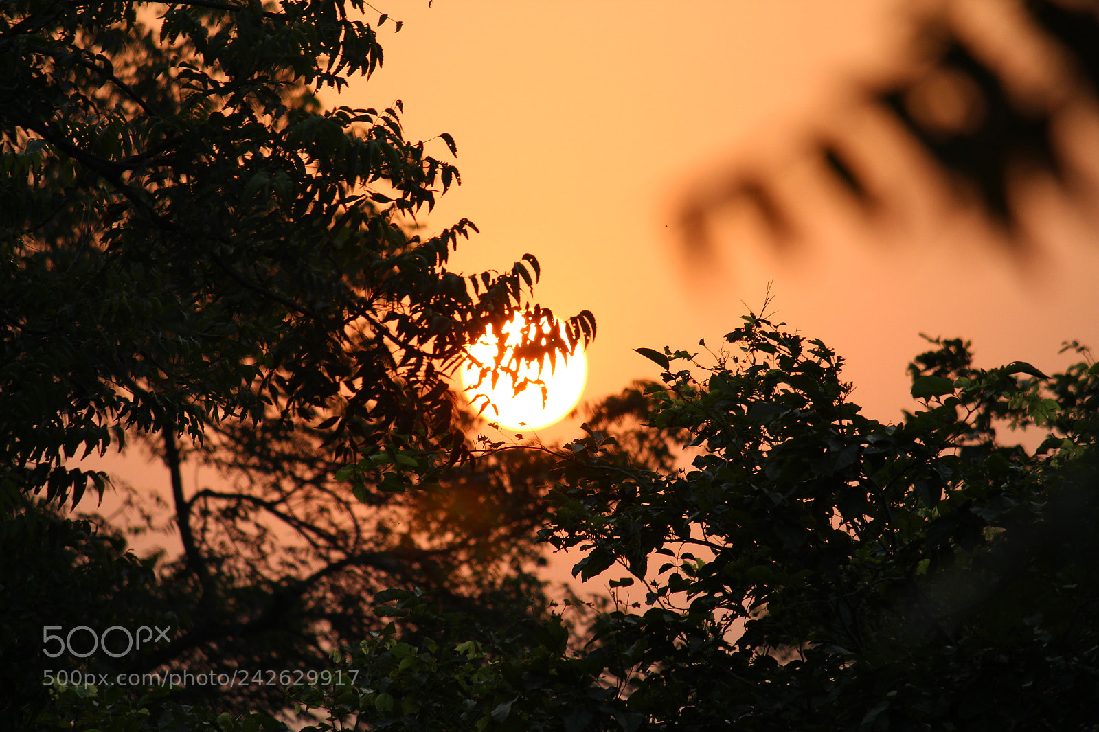 Canon EF-S 55-250mm F4-5.6 IS II sample photo. Hide and seek photography