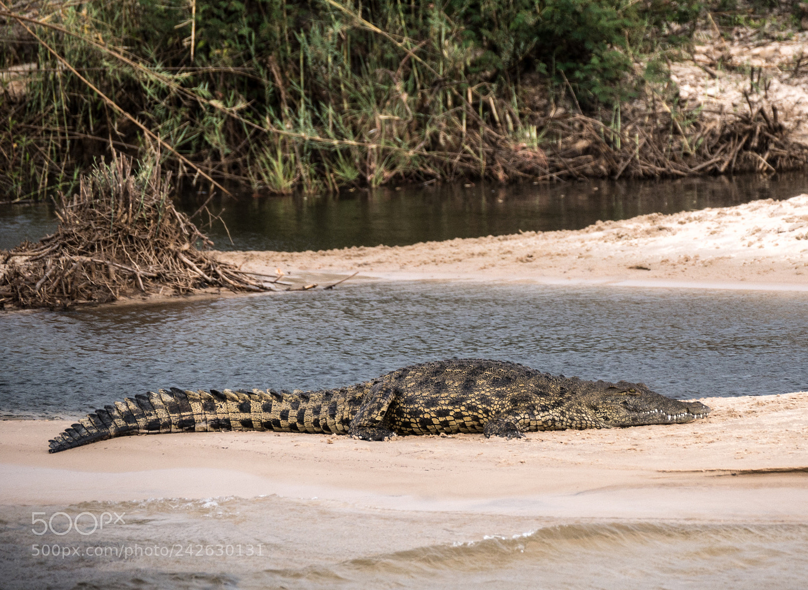 Panasonic DMC-G70 sample photo. Crocodile photography