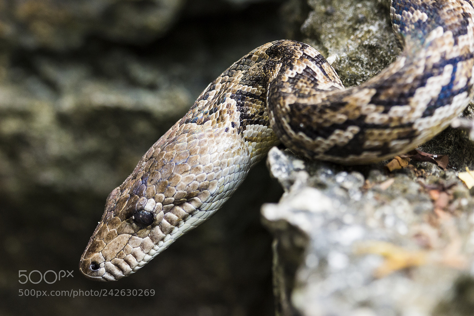 Canon EOS 100D (EOS Rebel SL1 / EOS Kiss X7) sample photo. Snake in cuba photography