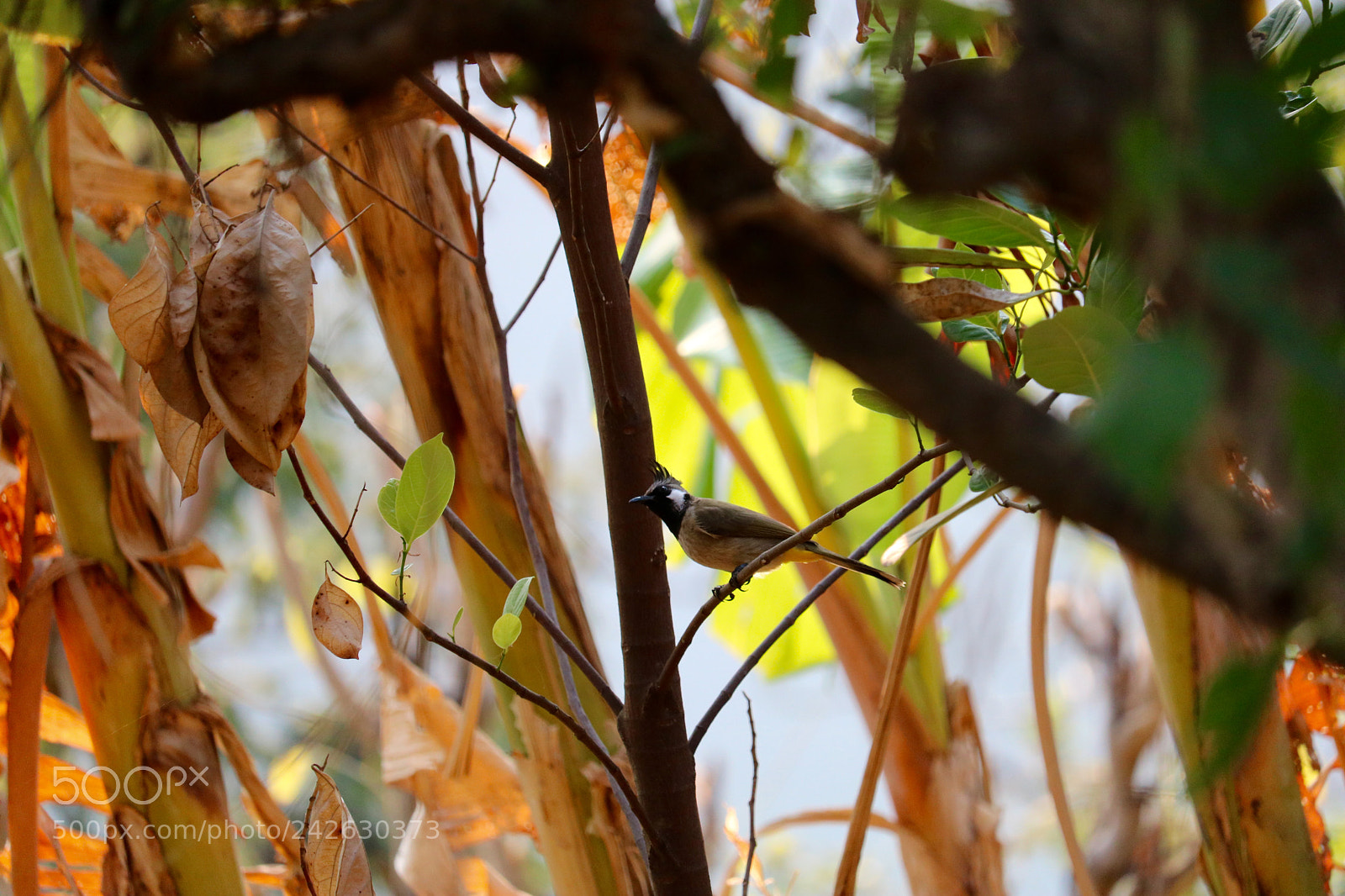 Canon EOS 750D (EOS Rebel T6i / EOS Kiss X8i) sample photo. Untitled photography