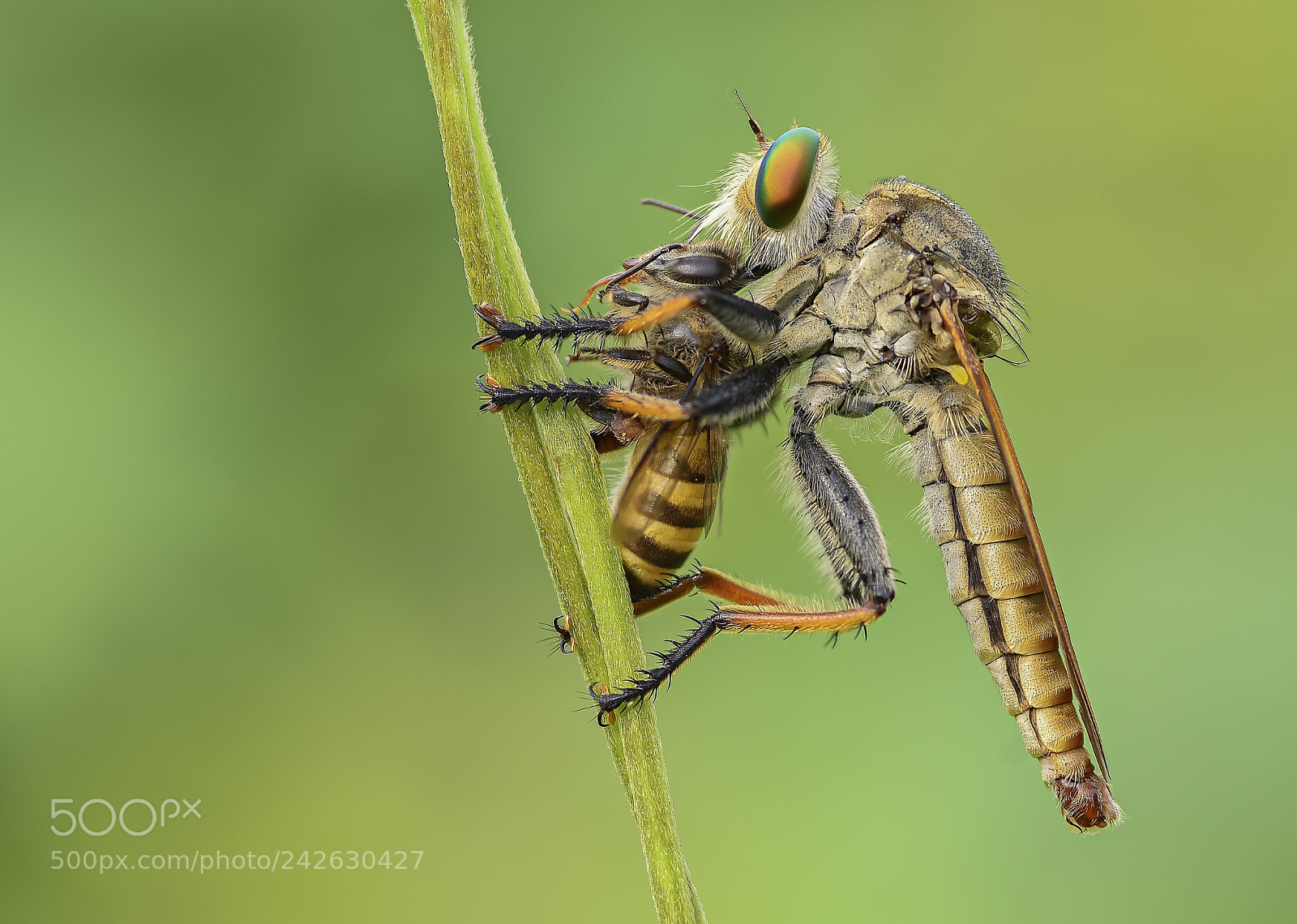 Nikon D7100 sample photo. Robberflies with prey photography