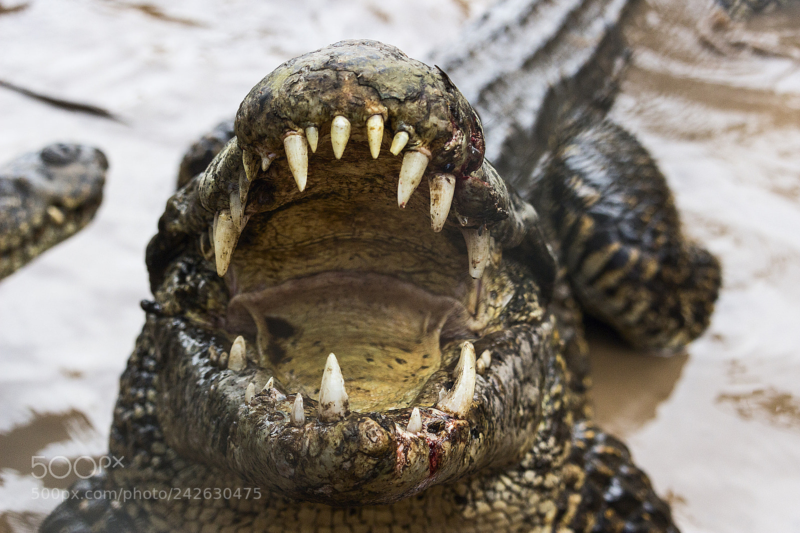 Canon EOS 100D (EOS Rebel SL1 / EOS Kiss X7) sample photo. Cuban crocodile photography