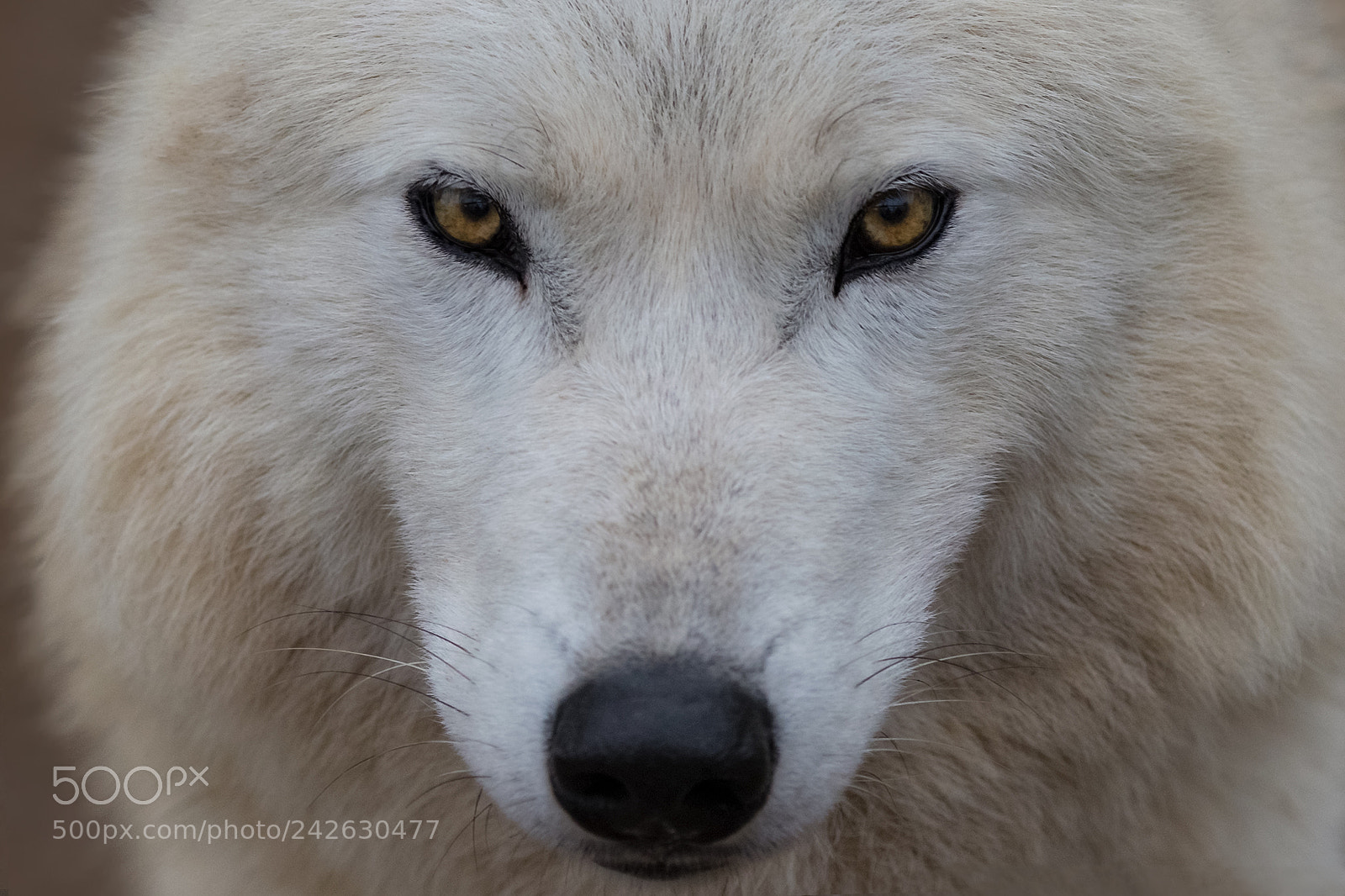 Canon EOS-1D X Mark II sample photo. Polarwolf knut photography