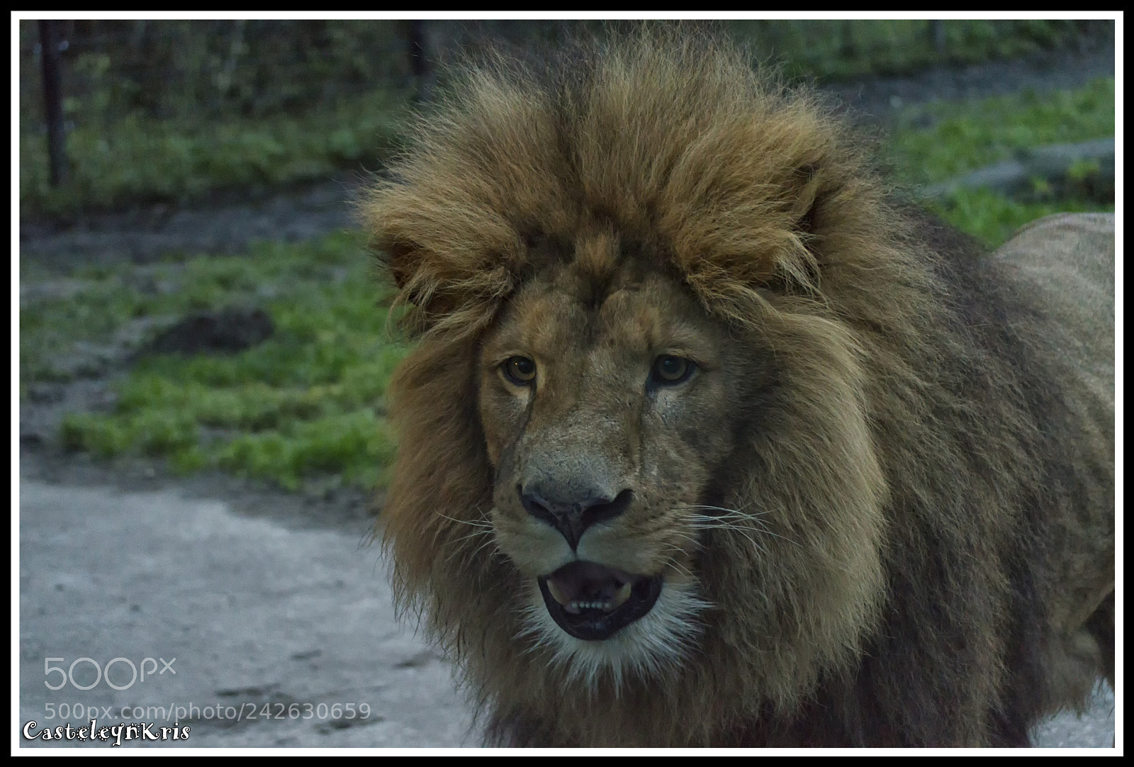 Nikon D3200 sample photo. The king photography