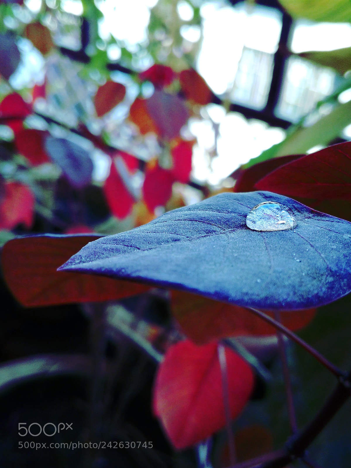 Xiaomi Redmi 4A sample photo. Black with shiny drop photography