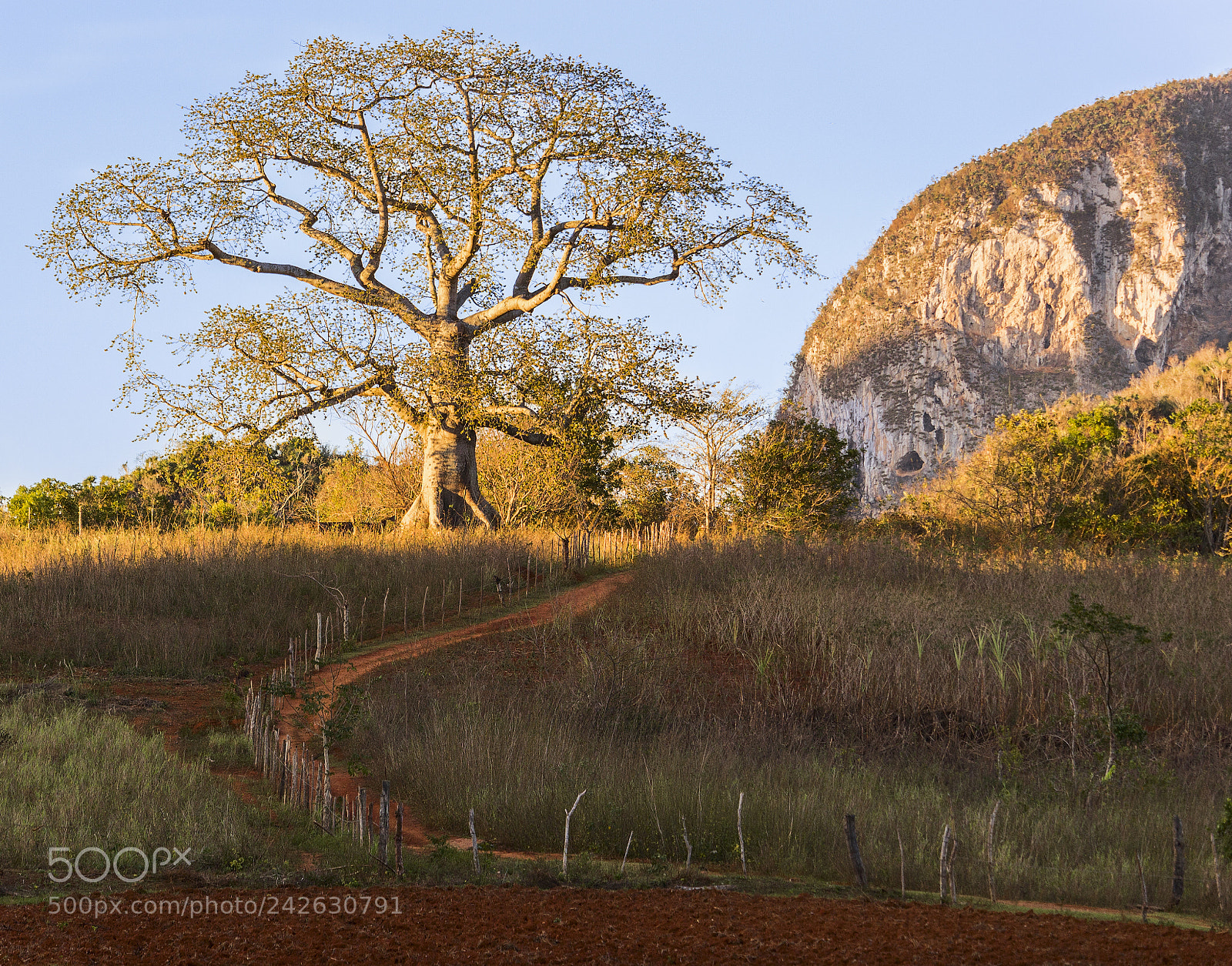 Canon EOS 100D (EOS Rebel SL1 / EOS Kiss X7) sample photo. A lonely tree in photography