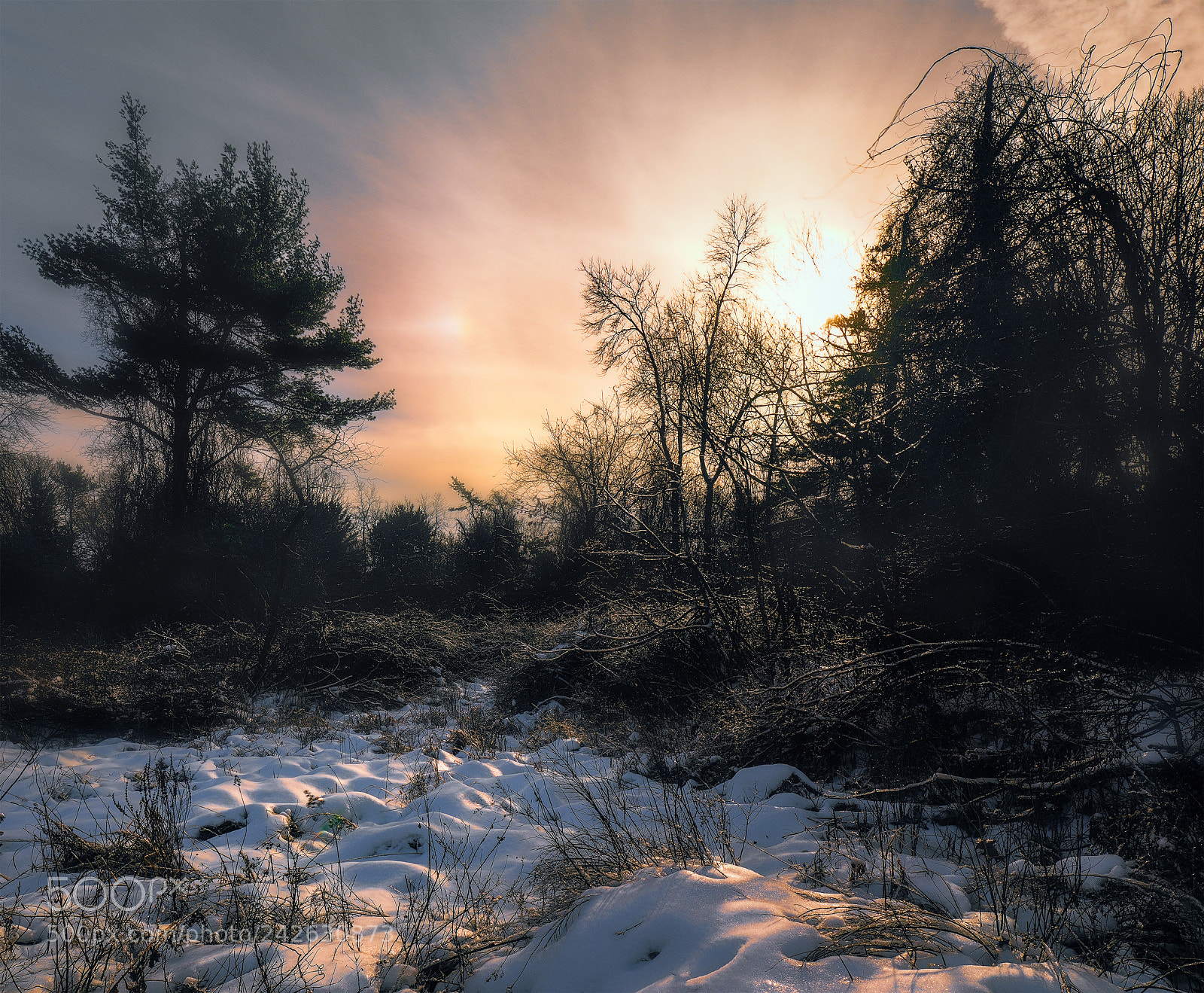 Olympus OM-D E-M1 Mark II sample photo. Good morning sunshine photography