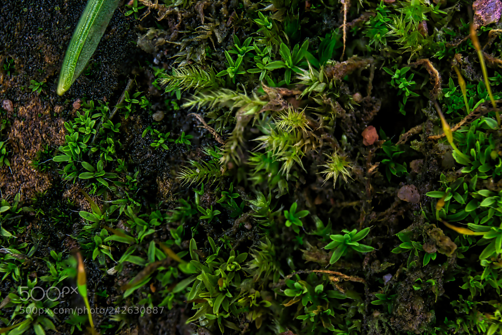 Canon EOS 200D (EOS Rebel SL2 / EOS Kiss X9) sample photo. Fresh moss photography