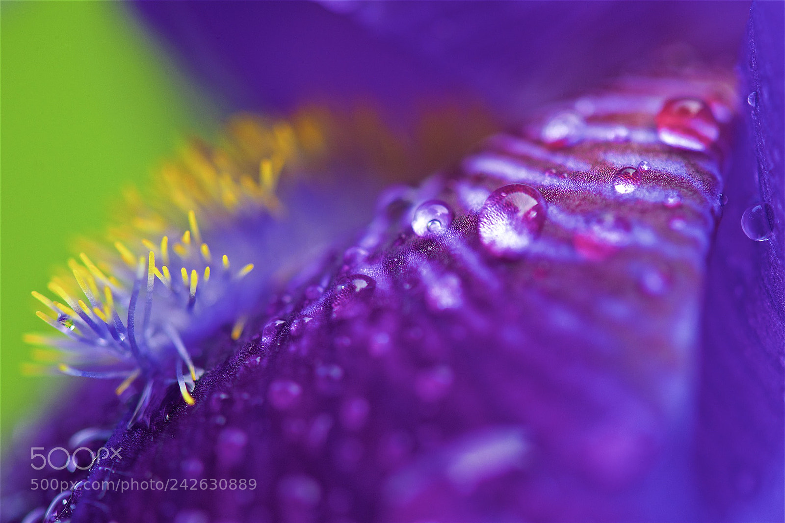 Nikon D600 sample photo. Floral fantasy photography