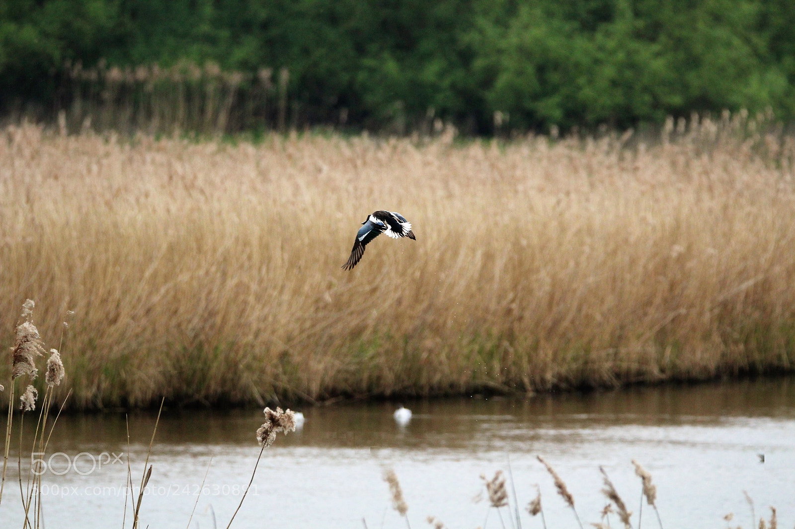Canon EOS 1200D (EOS Rebel T5 / EOS Kiss X70 / EOS Hi) sample photo. Duck photography