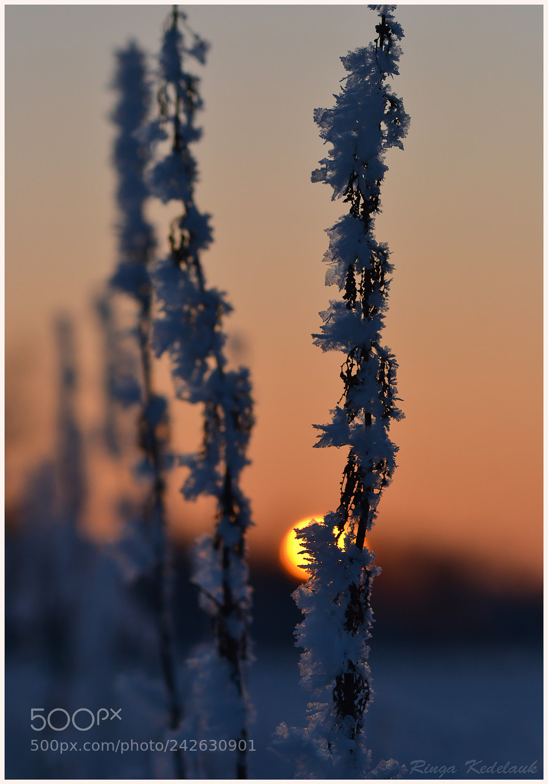 Nikon D3100 sample photo. Sunshine in the winter photography