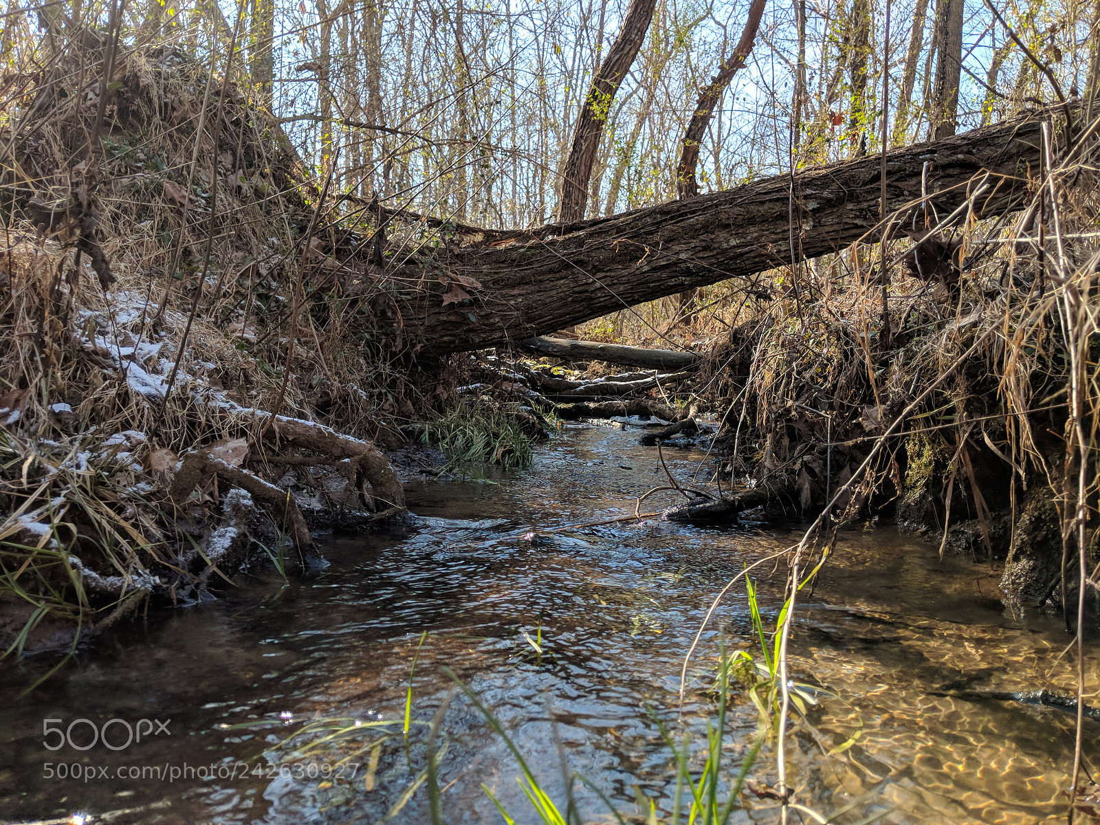 Google Pixel 2 sample photo. Fallen tree photography
