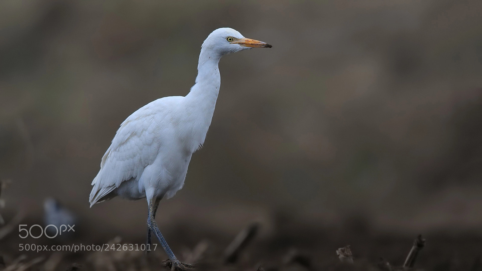 Canon EOS 7D Mark II sample photo. K k ak bal photography