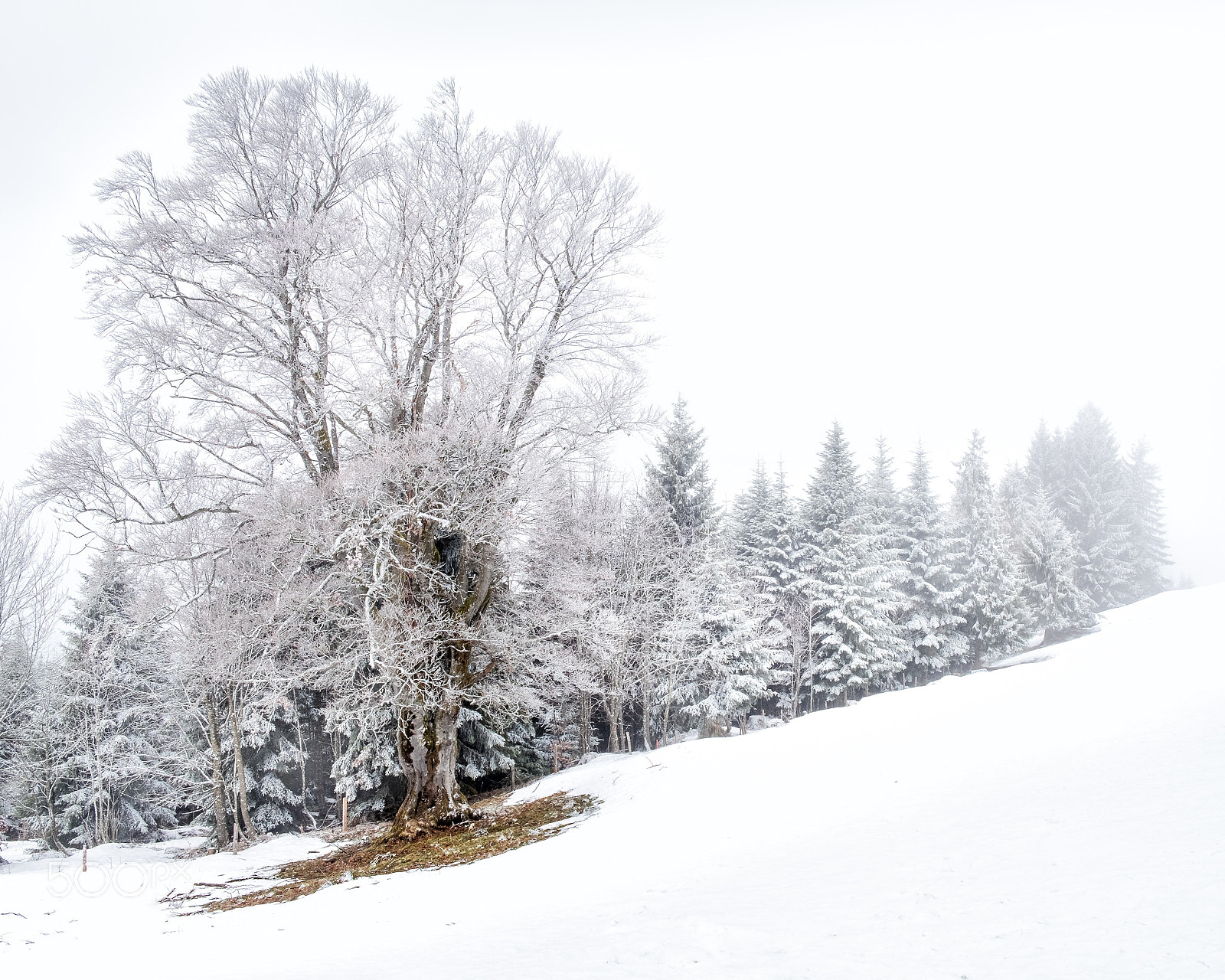 Fujifilm X-Pro2 sample photo. Wintertree photography