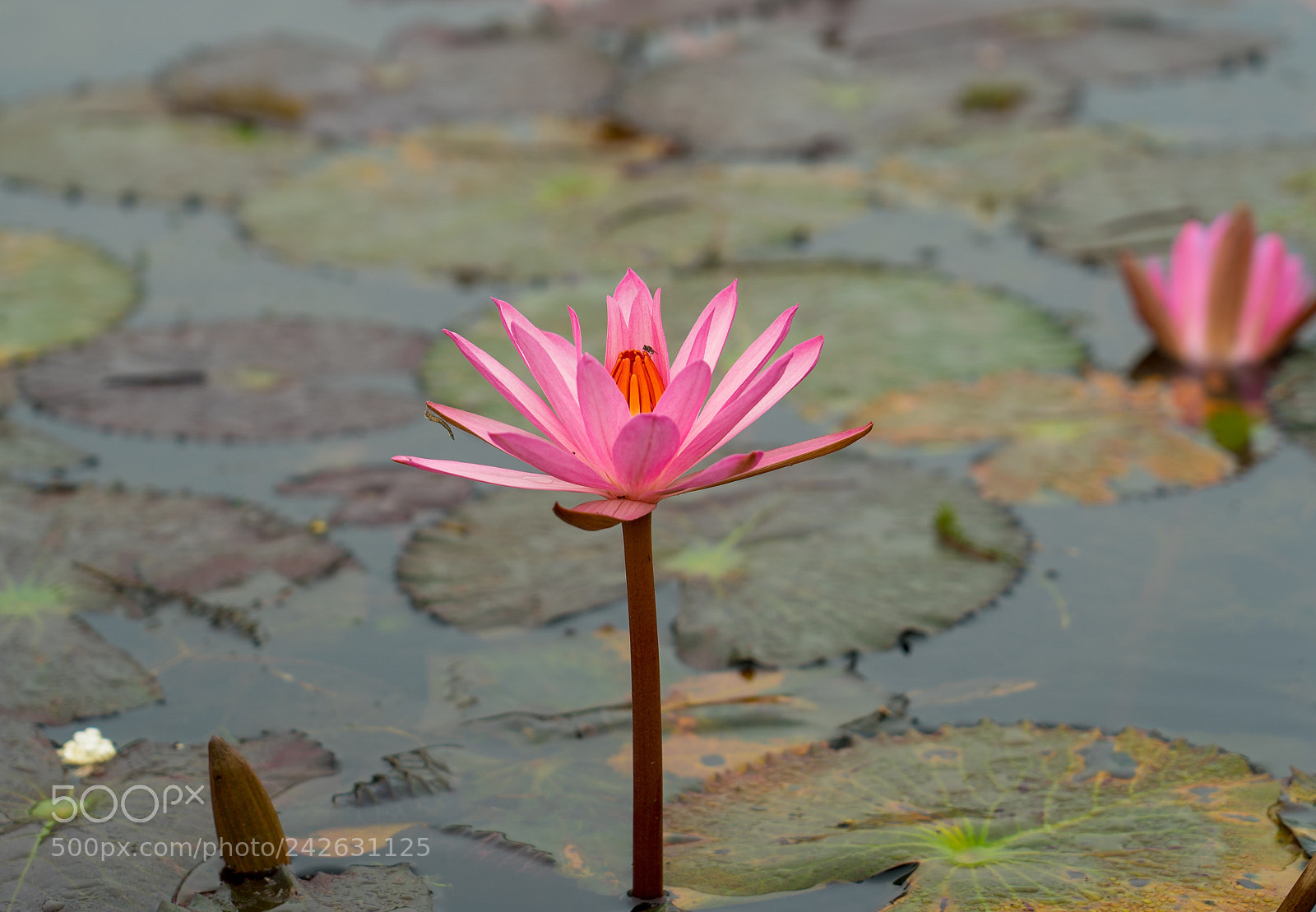 Sony a9 sample photo. Pink beauty photography