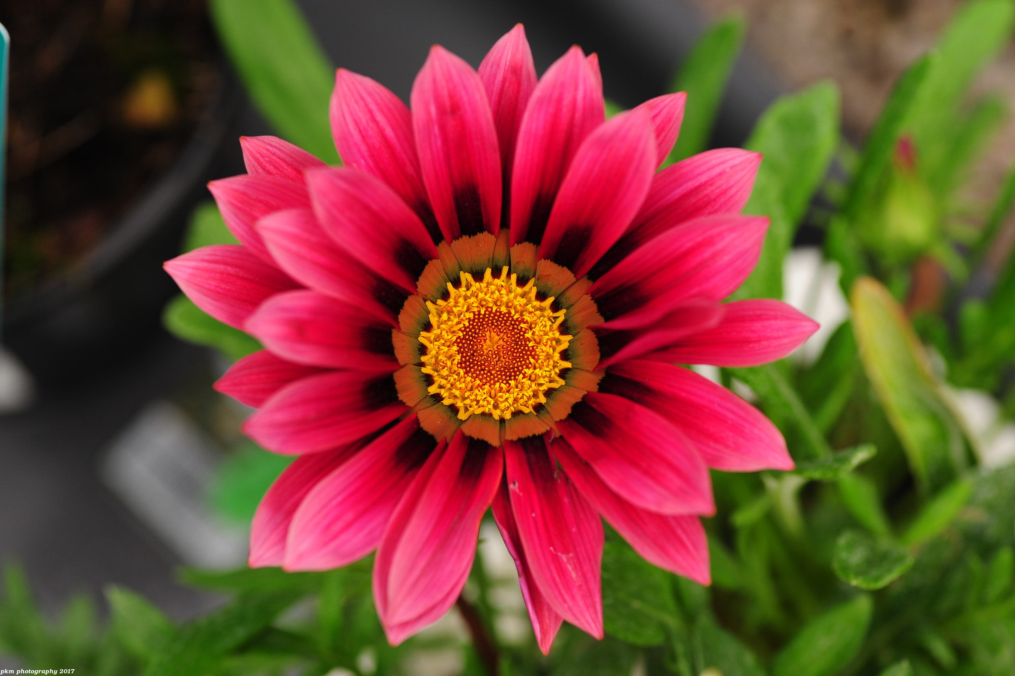 Nikon D700 sample photo. Gazania photography