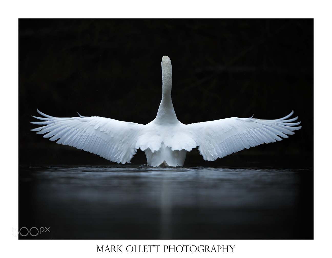 Nikon D5 sample photo. Mute swan in a photography