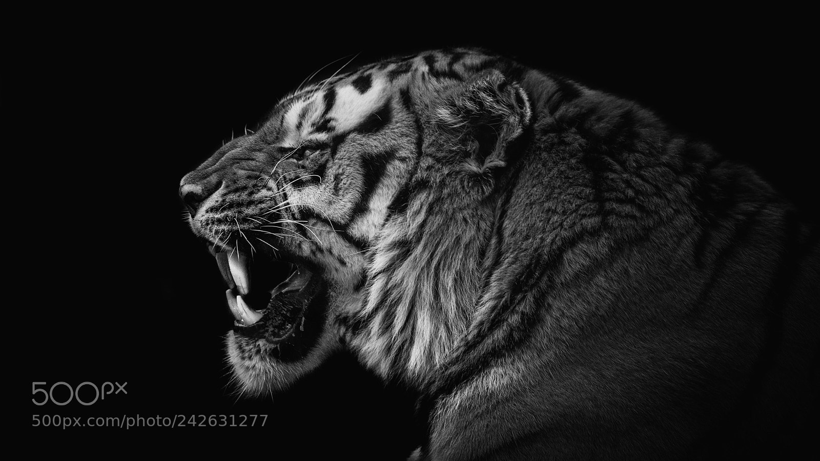 Sony a7R III sample photo. Black tiger photography