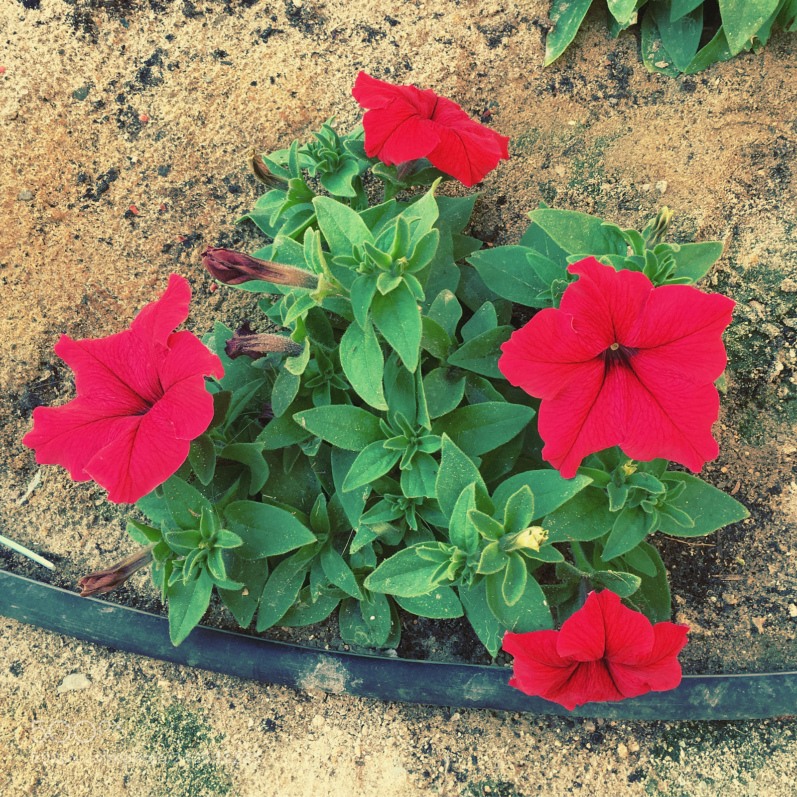 Apple iPhone 6s sample photo. Red flowers photography