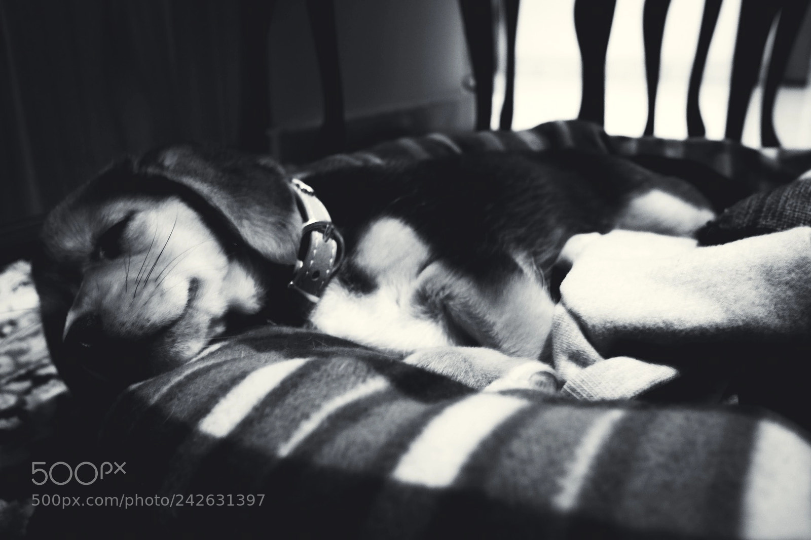 Fujifilm X70 sample photo. Beagle puppy, when sleep photography