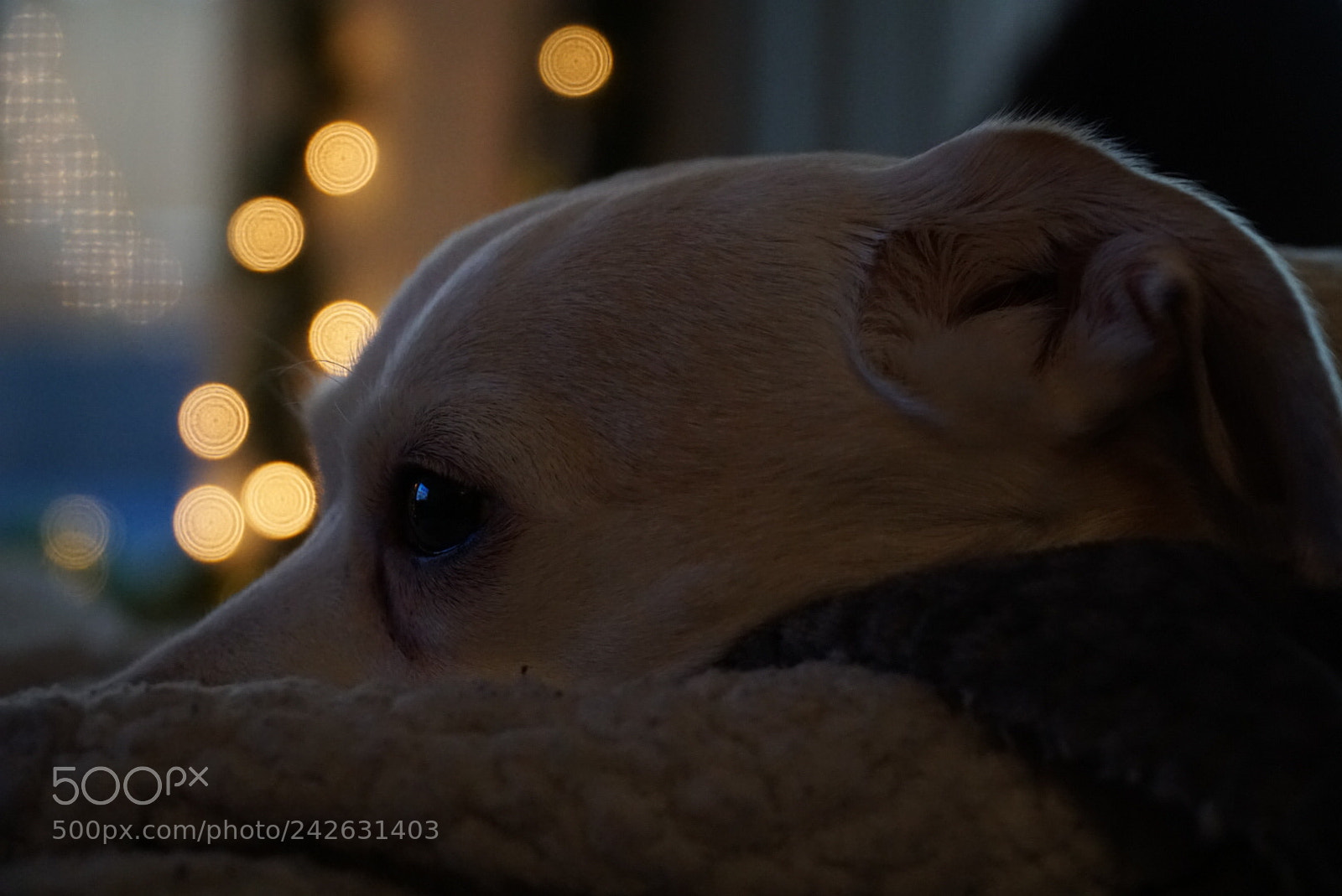 Sony a6300 sample photo. Untitled photography