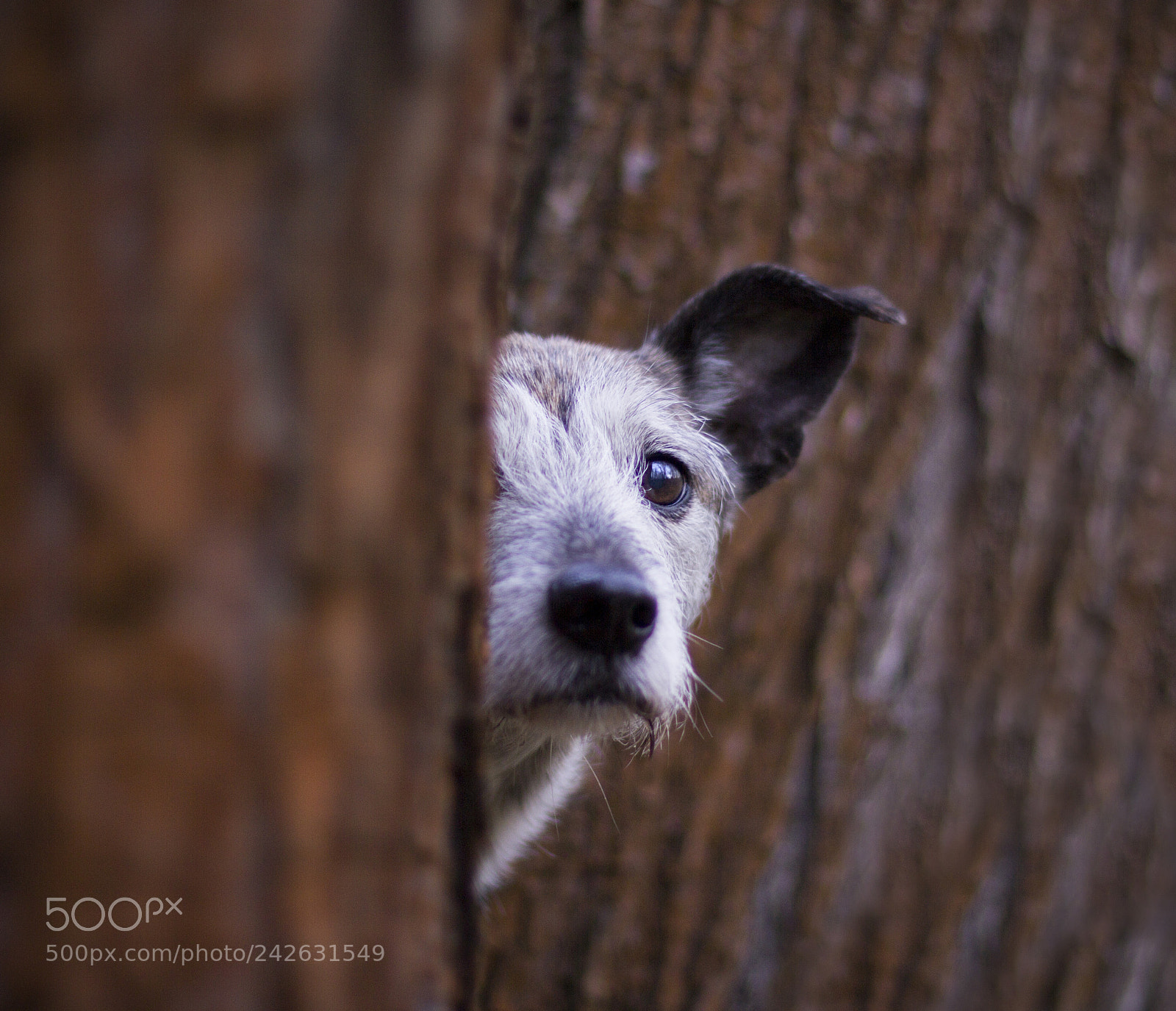 Canon EOS 60D sample photo. Hide and seek photography
