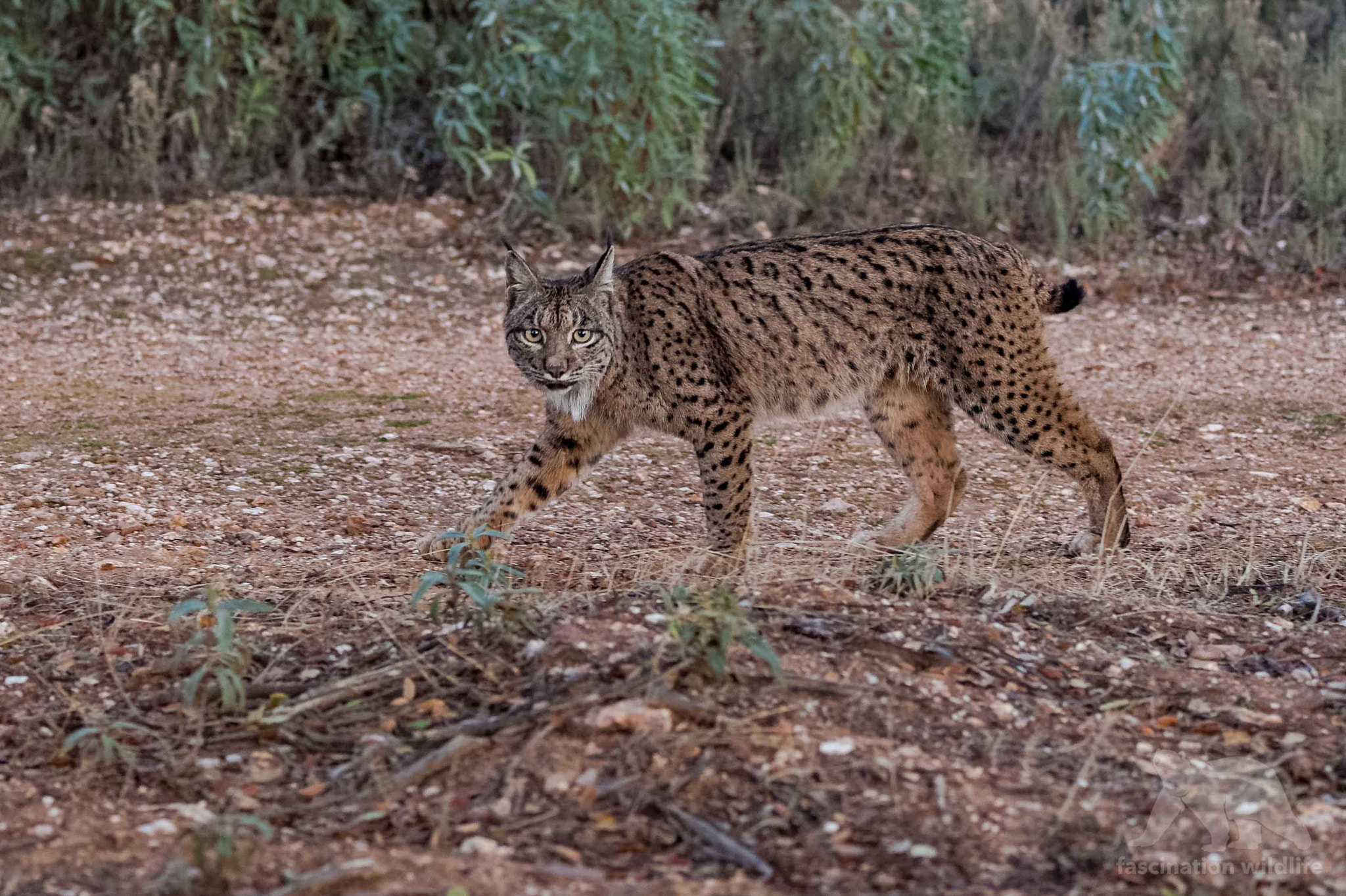 Nikon D4S sample photo. Iberian lynx photography